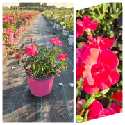 ROSA SEVILLANA FUCSIA VASO 18