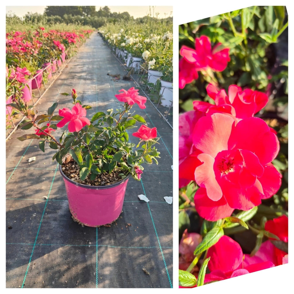 ROSA SEVILLANA FUCSIA VASO 18