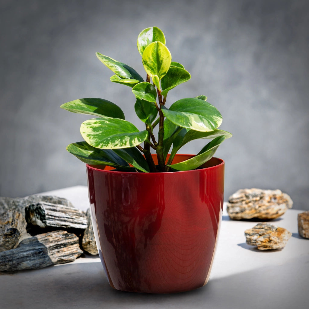 Vaso da fiori KADAX rotondo da 12 cm per soggiorno, effetto marmo rosso.