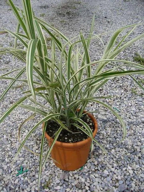 Gardenaria Miscanthus sinensis 'Cosmopolitan' - Graminacea ornamentale da esterno Altezza: 60 cm (vaso 17)