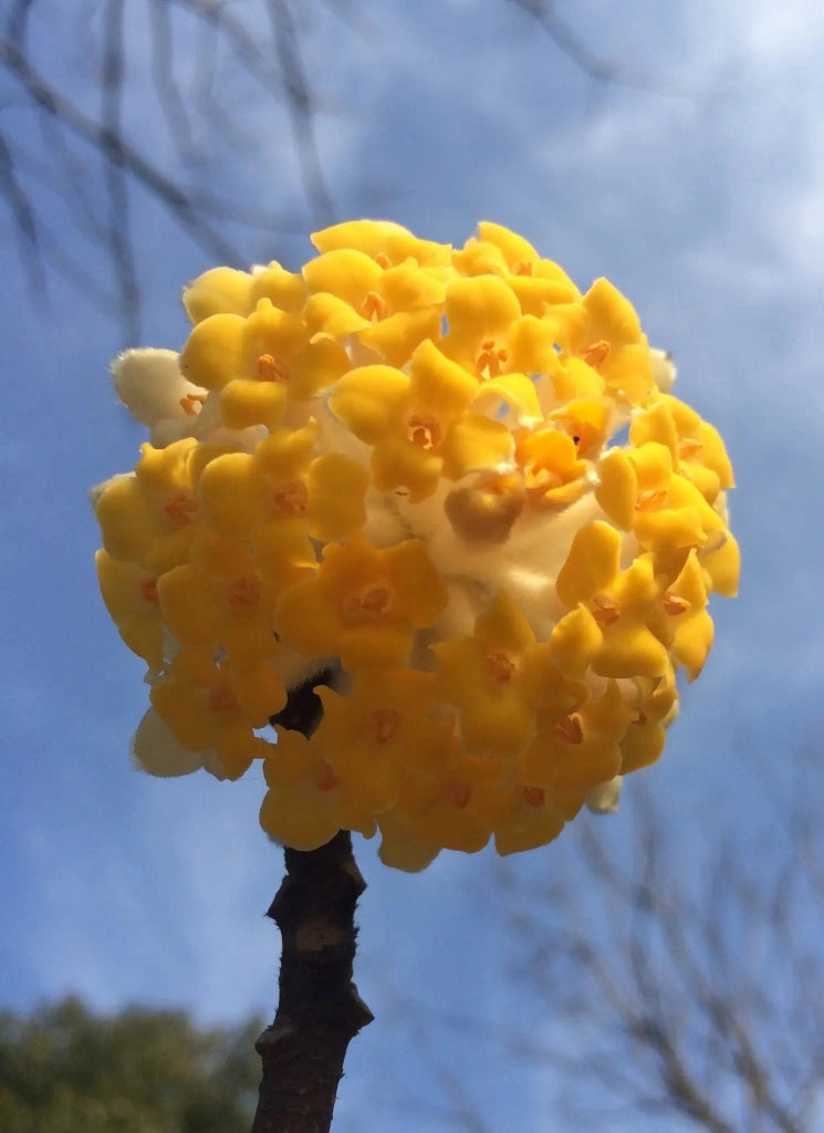 Gardenaria Edgeworthia chrysantha - Arbusto ornamentale da giardino Altezza: 40/60 cm (vaso19)