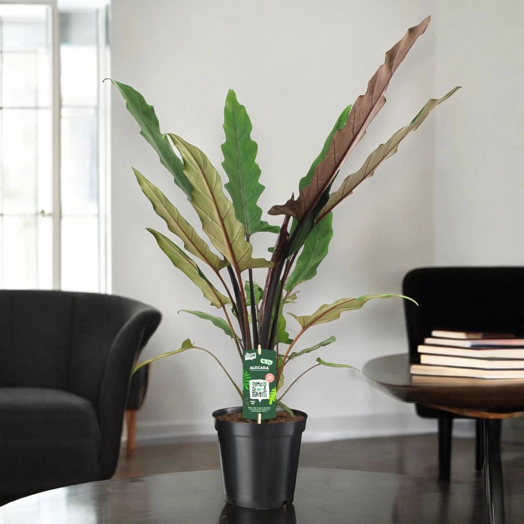 Gardenaria Alocasia lautebarchiana - Pianta da interno ornamentale Altezza: 80 cm (vaso 19)