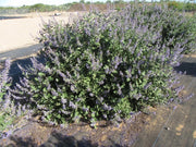 Gardenaria Vitex 'Chicagoland Blues' - Arbusto ornamentale da giardino Altezza: 40/50 cm (vaso18)