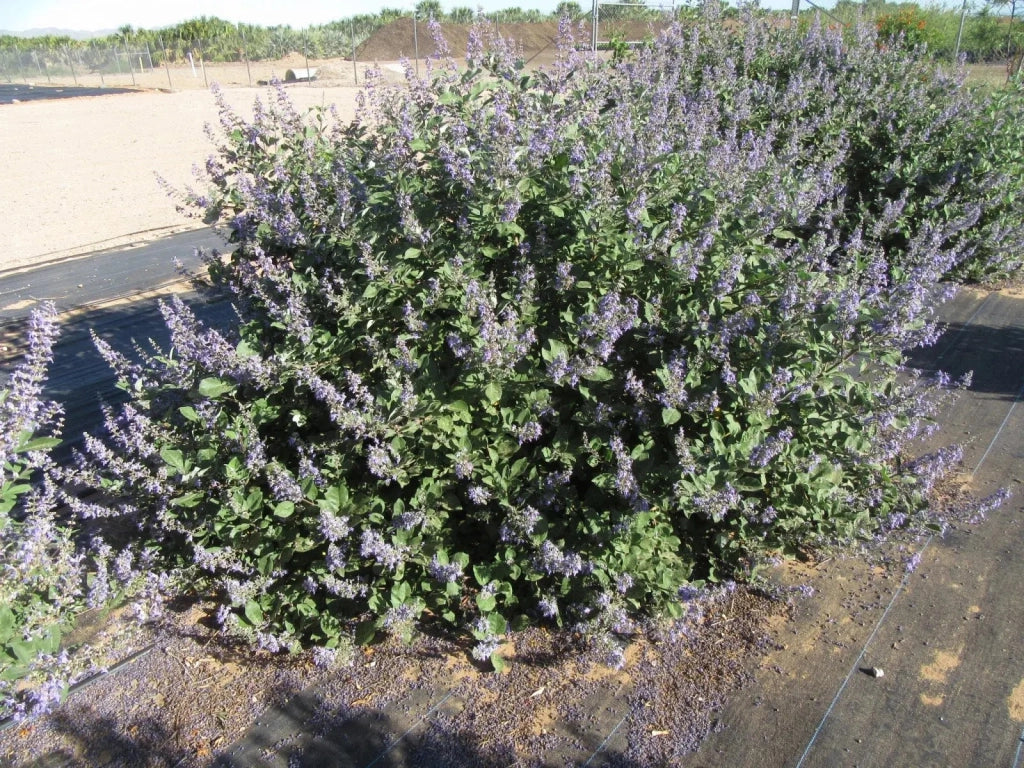 Gardenaria Vitex 'Chicagoland Blues' - Arbusto ornamentale da giardino Altezza: 40/50 cm (vaso18)