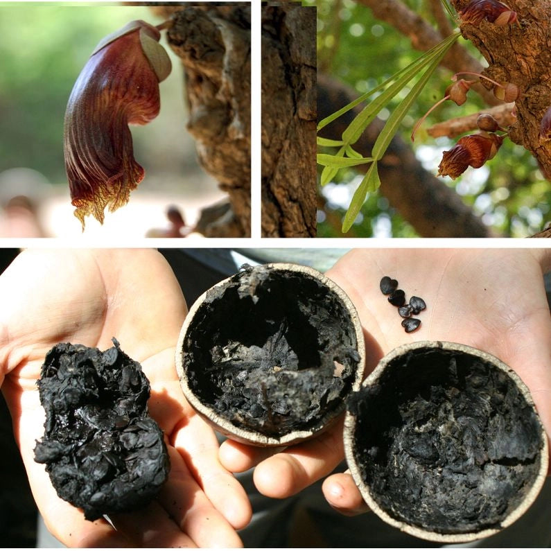 Crescentia alata (Albero dei Bicchieri)