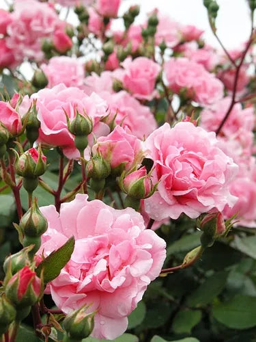 Rosa Berenice: eleganza delicata e fioritura abbondante dal fascino classico
