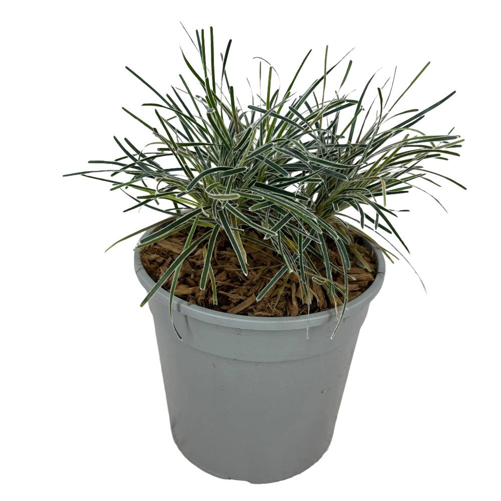 Pianta di Erba Ghiaccio Finicia Truncata Ice Crystal vaso 18 cm AMDGarden