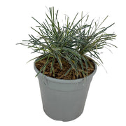 Pianta di Erba Ghiaccio Finicia Truncata Ice Crystal vaso 18 cm AMDGarden