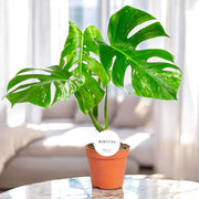 Gardenaria Monstera deliciosa variegata - Pianta da interno ornamentale Altezza: 60 cm (vaso 17)