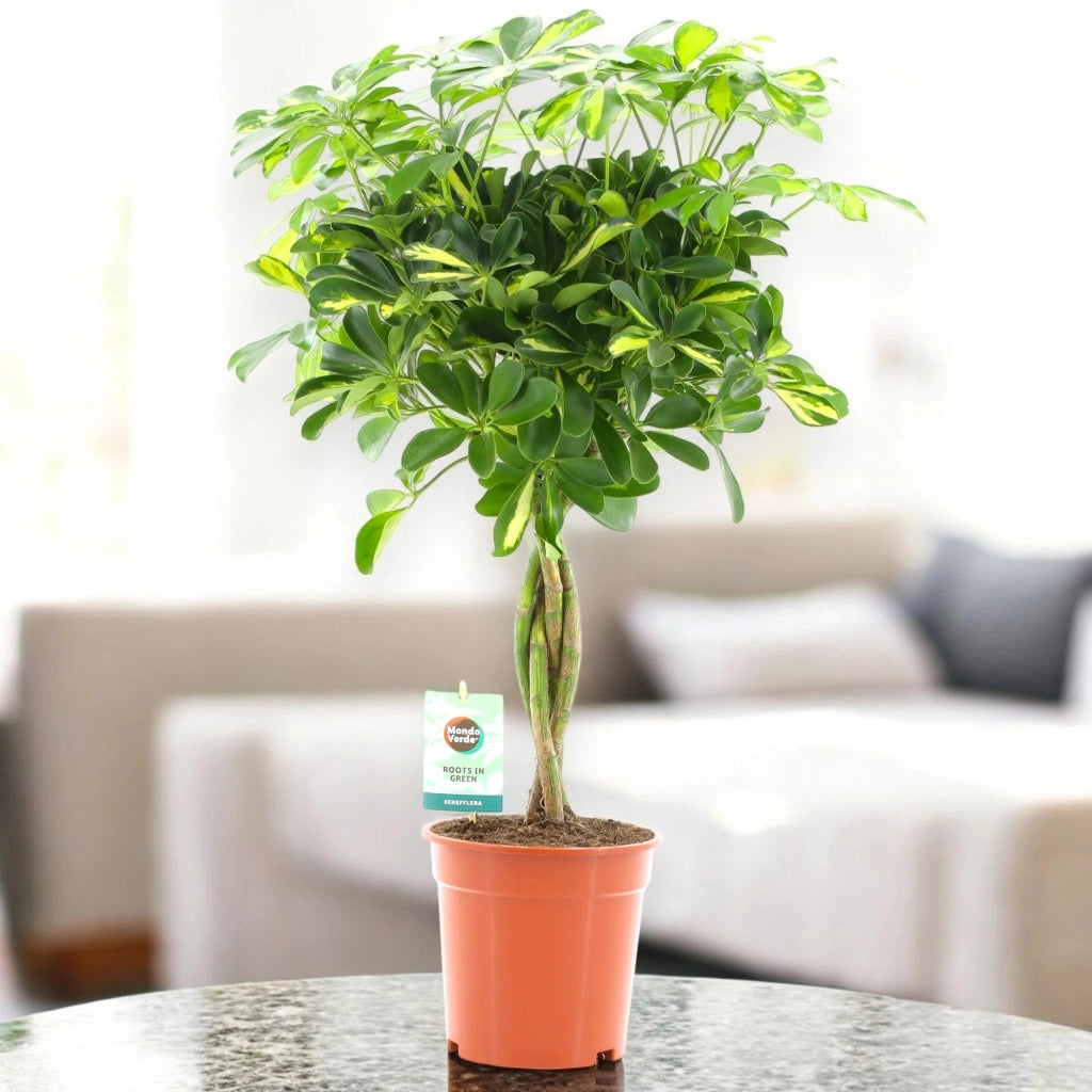 Gardenaria Schefflera arboricola 'Gold capella' - Pianta da interno ornamentale Altezza: 125 cm (vaso 27)