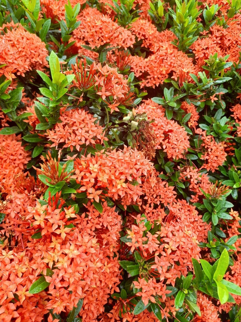 IXORA COCCINEA VASO 24