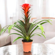Gardenaria Guzmania 'Hope' - Pianta da interno ornamentale Altezza: 45 cm (vaso 12)