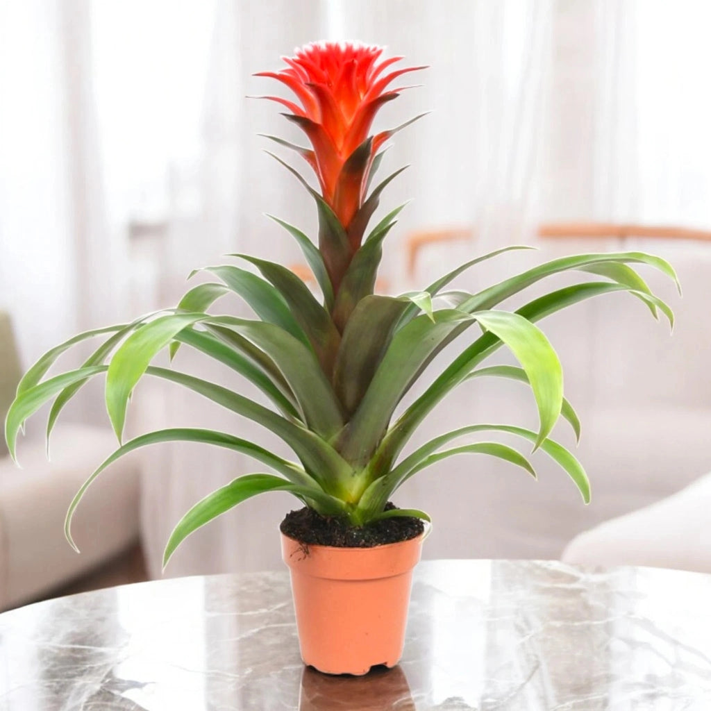 Gardenaria Guzmania 'Hope' - Pianta da interno ornamentale Altezza: 45 cm (vaso 12)