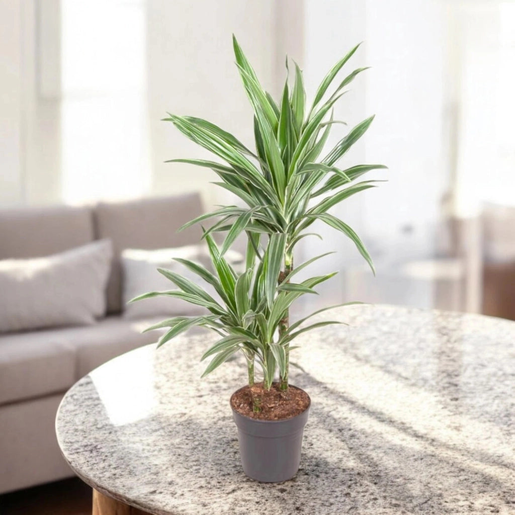 Gardenaria Dracaena fragrans 'Warneckei' - Pianta da interno ornamentale Altezza: 100 cm (vaso 19)