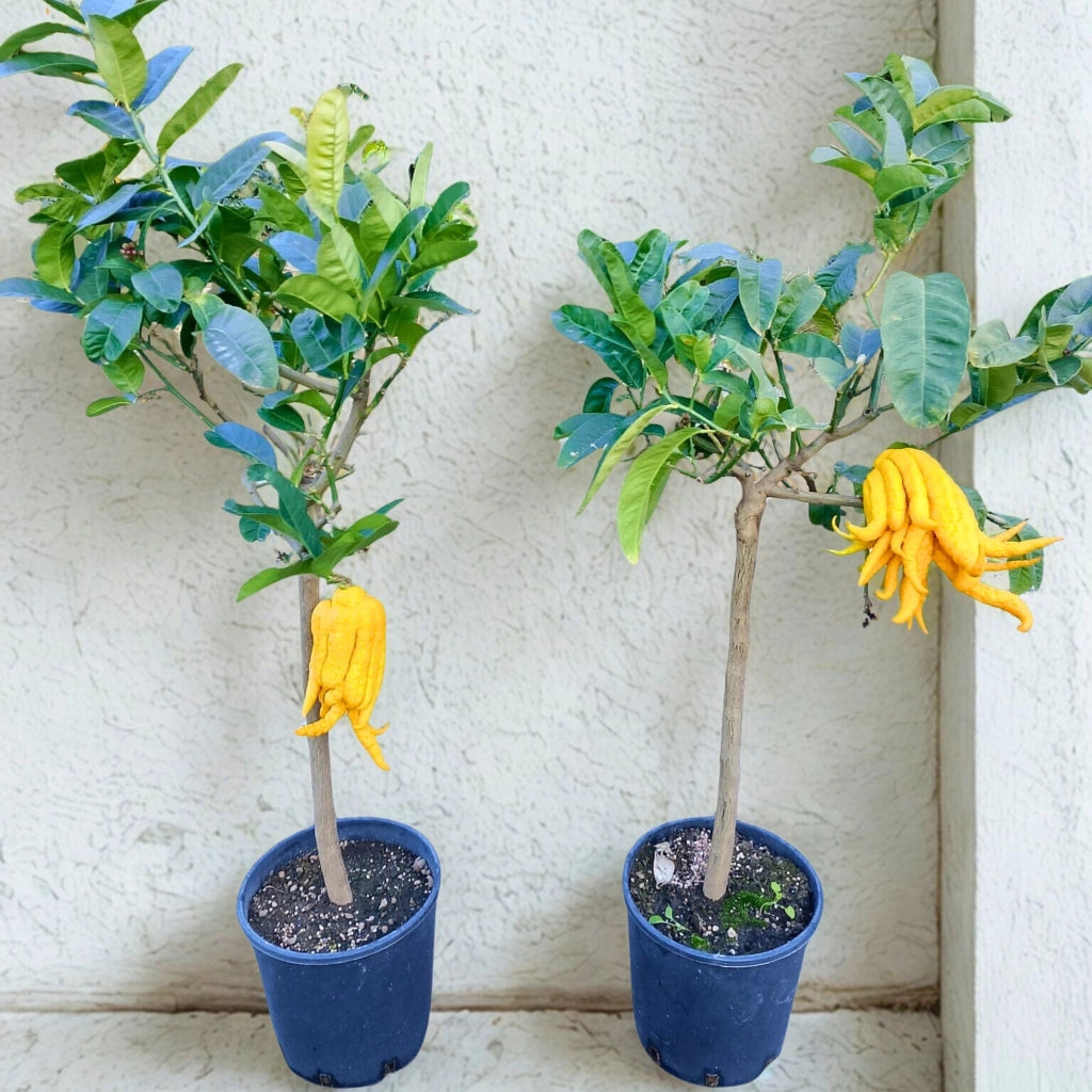 Gardenaria Mano di Buddha - Citrus medica var. sarcodactylus - Pianta di agrume da frutto in vaso Altezza: 60/65 cm (vaso19)