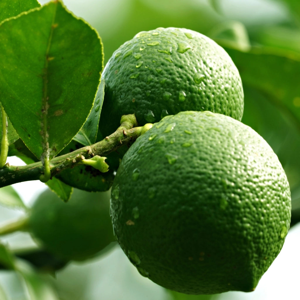 Gardenaria Lime - Citrus aurantiifolia - Pianta di agrume da frutto in vaso Altezza: 40 cm (vaso 15)