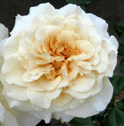 Gardenaria Rosa 'Comtessa' - Rosa da giardino Altezza: 30/40 cm (vaso22)
