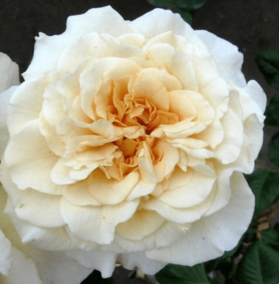 Gardenaria Rosa 'Comtessa' - Rosa da giardino Altezza: 30/40 cm (vaso22)