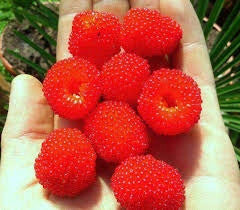 Rubus illecebrosus Lampone Fragola – Frutti rossi ornamentali
