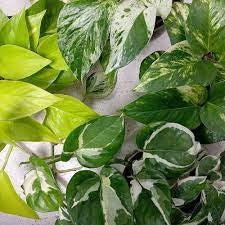 Pothos pianta da interni Vaso 18 Foto Reali Potos, Potus, Photus pianta pendente