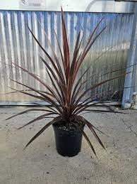 Cordyline australis Red Star vaso 24 cm – Pianta ornamentale da esterno