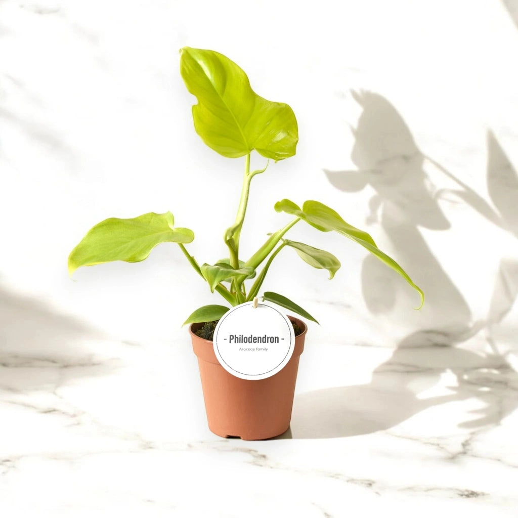 Gardenaria Philodendron 'Golden violin' - Pianta da interno ornamentale Altezza: 40 cm (vaso 12)