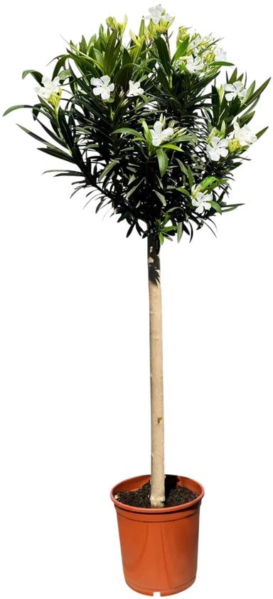 Pianta di Oleandro in Vaso - Altezza 140-160 cm - Pianta Mediterranea - Evergreen - Vaso con Diametro 30 cm - Pianta Unica - Fino a 250 cm Altezza - Pianta da Giardino