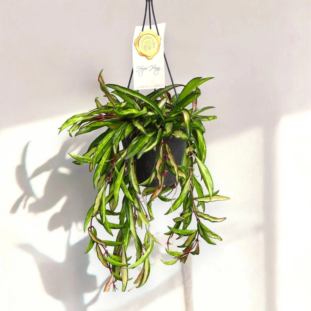 Gardenaria Hoya wayetii 'Tricolor' - Pianta da interno ornamentale Altezza: 15 cm (vaso 12)