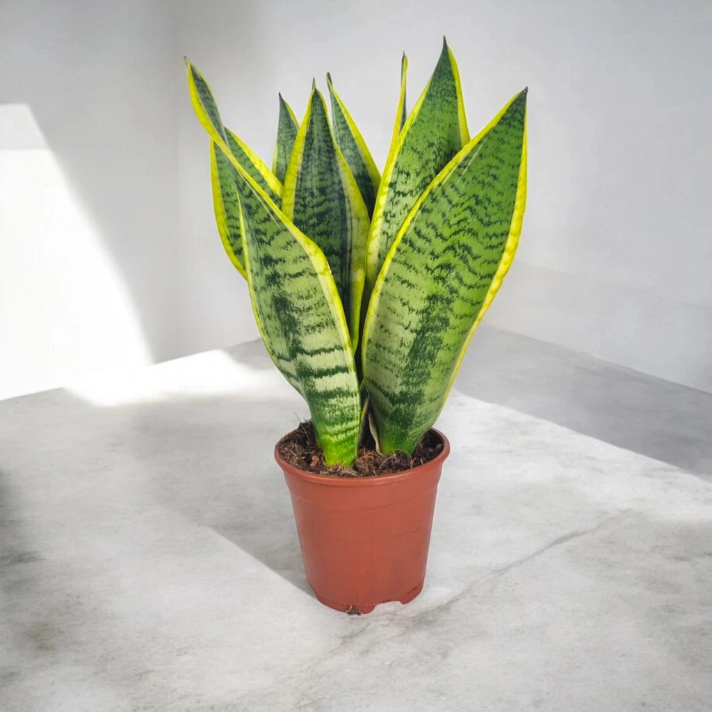 Gardenaria Sansevieria trifasciata 'Futura Superba' - Pianta da interno ornamentale Altezza: 40 cm (vaso 12)