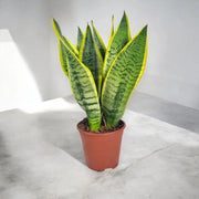 Gardenaria Sansevieria trifasciata 'Futura Superba' - Pianta da interno ornamentale Altezza: 40 cm (vaso 12)