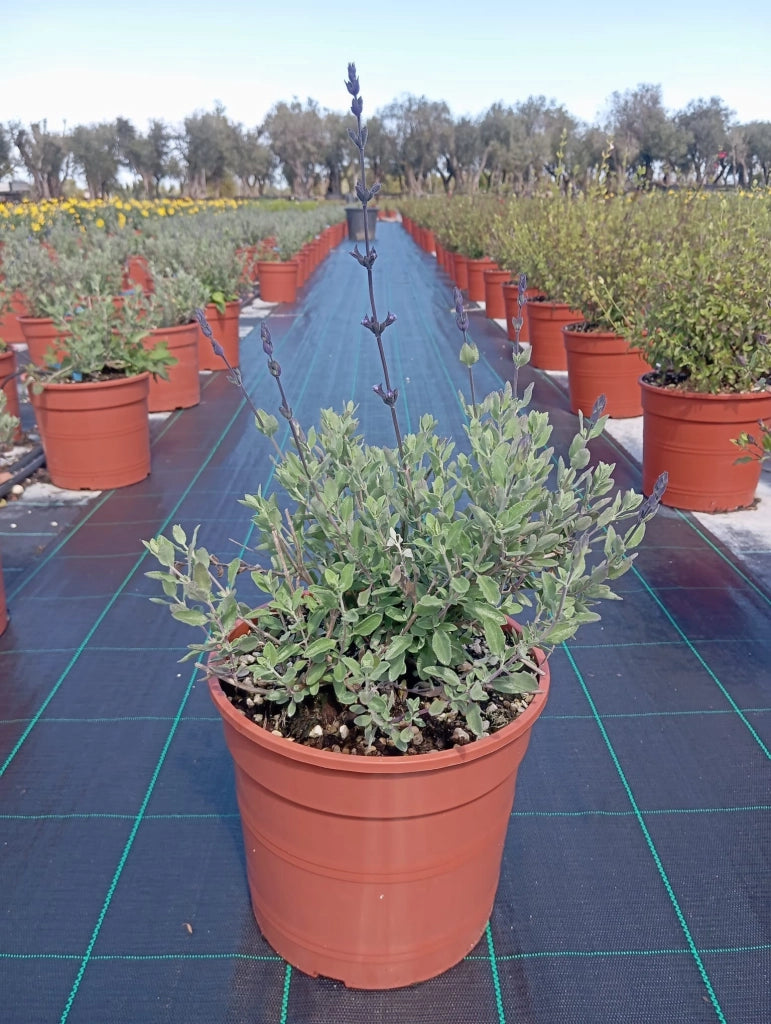 SALVIA CHAMAEDROIDES BLU VASO 24