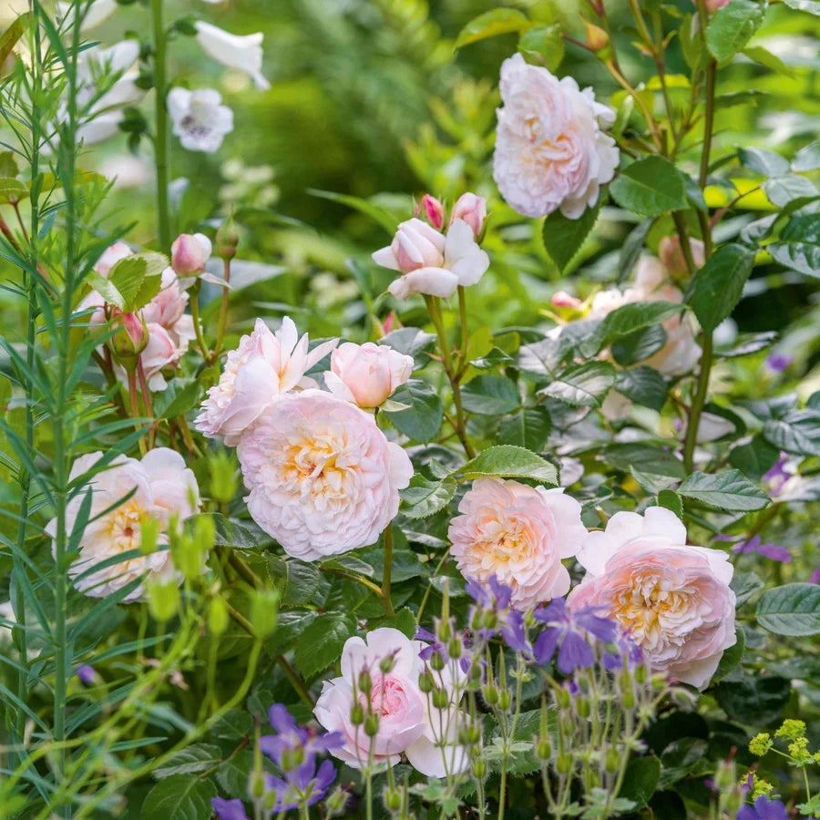 Gardenaria Rosa 'Emily Bronte' - Rosa da giardino Altezza: 40/50 cm (vaso20)