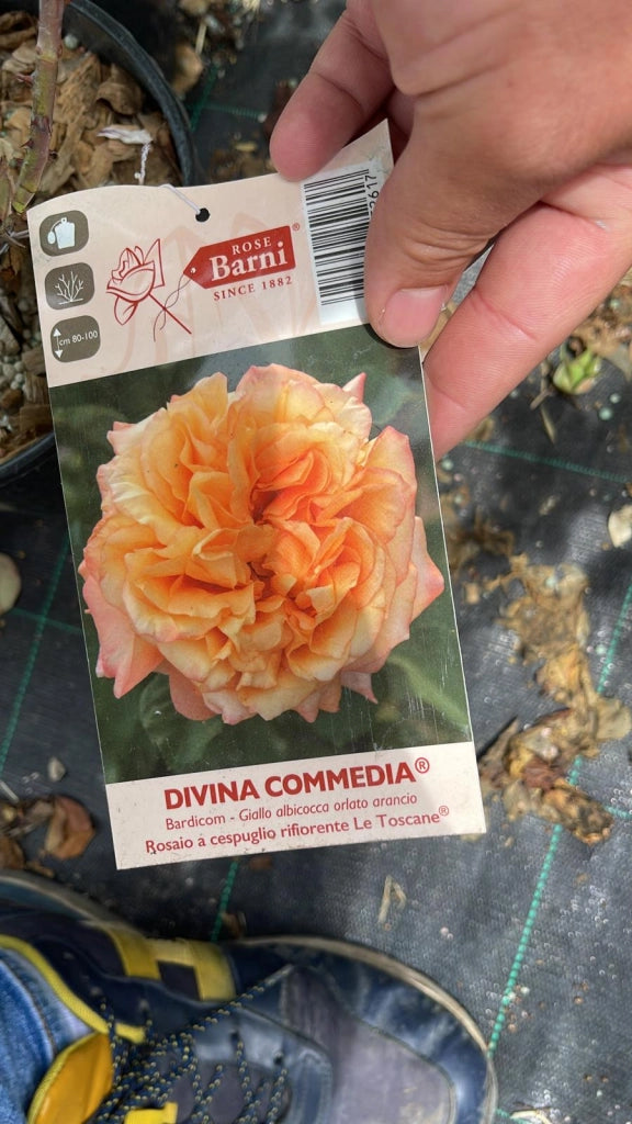 Rosa DIVINA COMMEDIA® Barni rosa cespuglio Pianta di fiore fiori Foto Reali