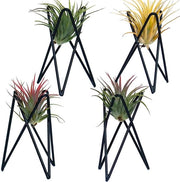 Set di 4 supporti per piante aeree Tillandsia, base moderna in metallo geometrico, display per piante aeree per tavolo, grande tavolo per esposizione piante aeree Streptophylla, manico per decorazione di casa e ufficio