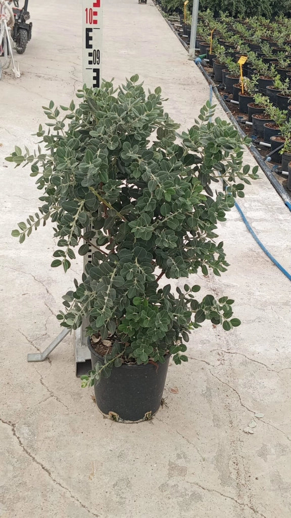 METROSIDEROS EXCELSA (ALBERO DI NATALE NEOZELANDESE) VASO 24