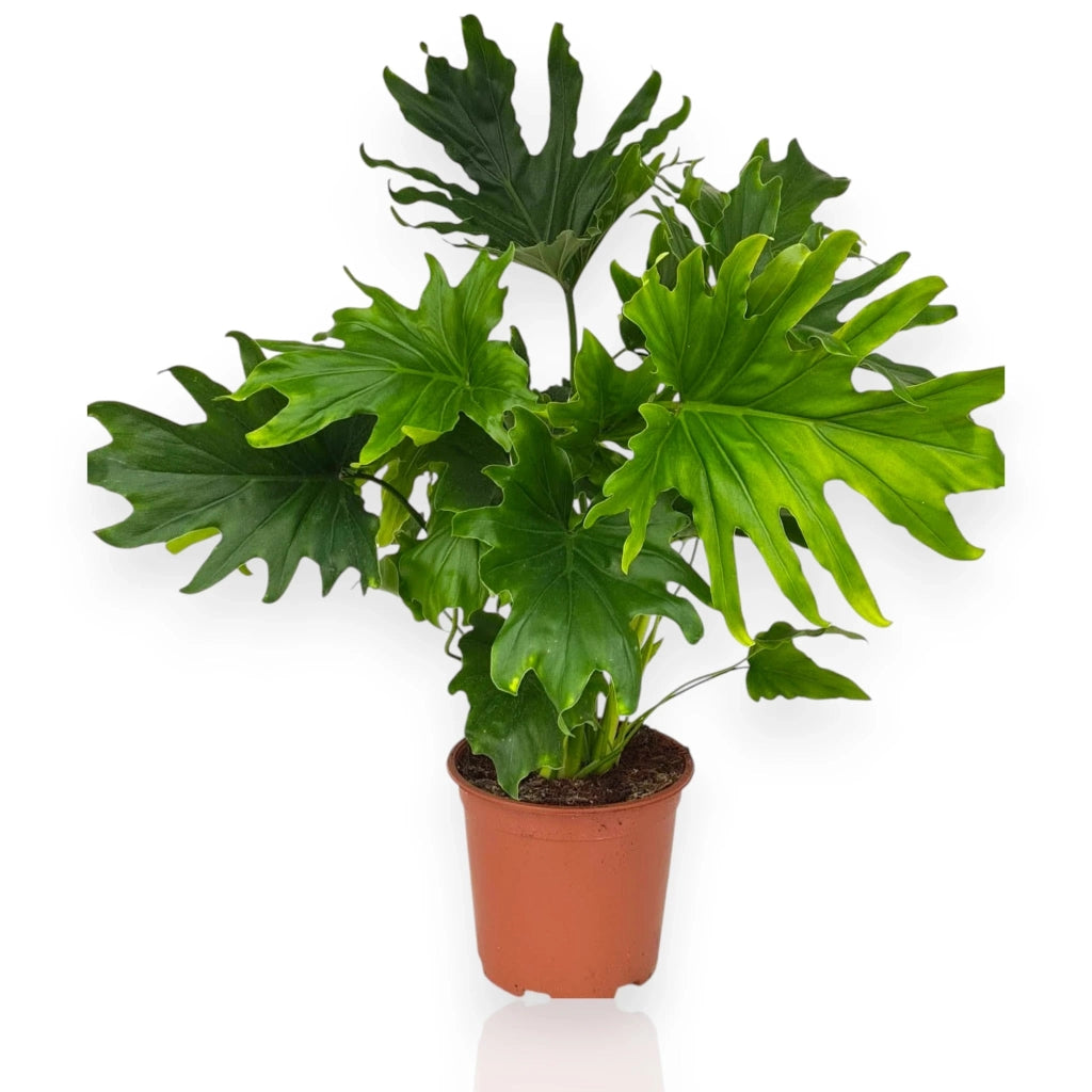 Gardenaria Philodendron 'Lickety Split' - Pianta da interno ornamentale Altezza: 45 cm (vaso 19)