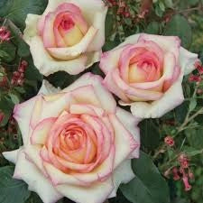 Rosa Barni Anna Molinari – Rosa Rifiorente Profumata