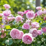 Rosa Barni Olivia Rose Austin cespuglio rifiorente profumato