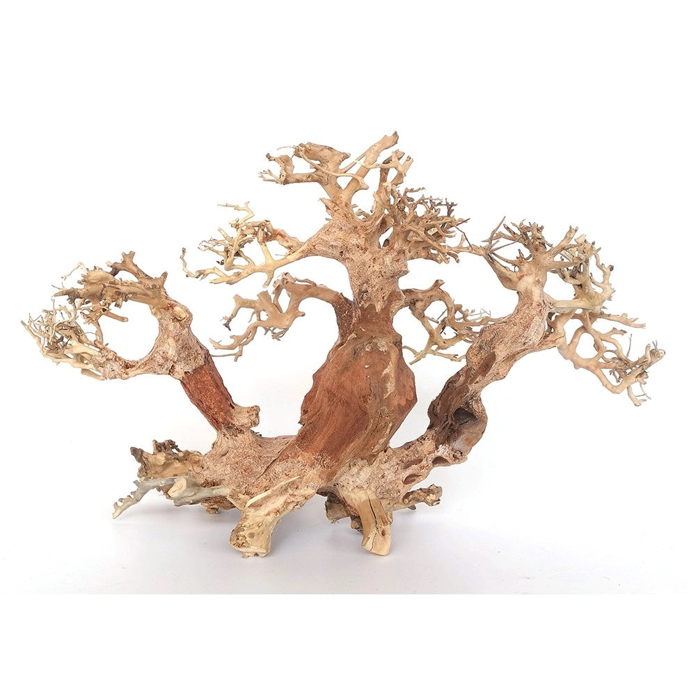 DecorLine Trident Bonsai Wood misura Small cm30x20x26h