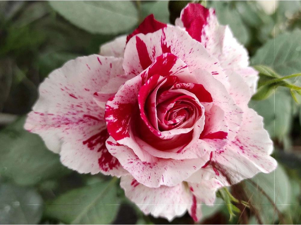 Rosa Scentimental: striature uniche e profumo intenso per giardini vivaci