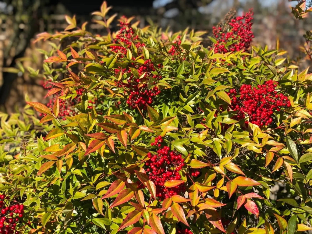 Gardenaria Nandina domestica - Arbusto ornamentale da giardino Altezza: 50/60 cm (vaso24)