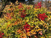 Gardenaria Nandina domestica - Arbusto ornamentale da giardino Altezza: 50/60 cm (vaso24)