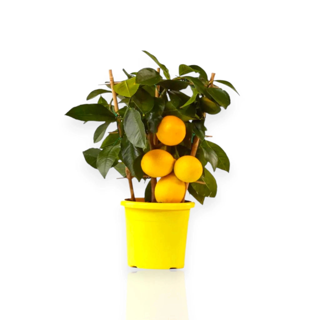 Gardenaria Limone Meyer - Citrus × meyeri - Pianta di agrume da frutto in vaso Altezza: 125/140 cm (vaso26)