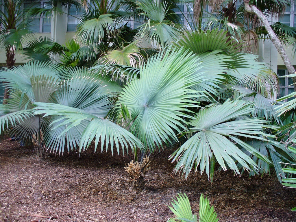 Kerriodoxa elegans palma bianca h 2.00 m vaso 70 tropicale rara