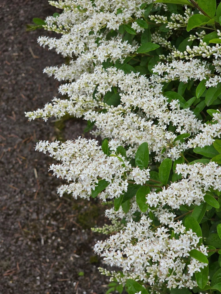 Ligustro Ligustrum Sinense Texanum Vaso 18 cm Sempreverde Variegato