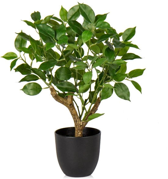 Pianta di Ficus in Vaso Nero Decorativa 43CM per Ambiente Interno