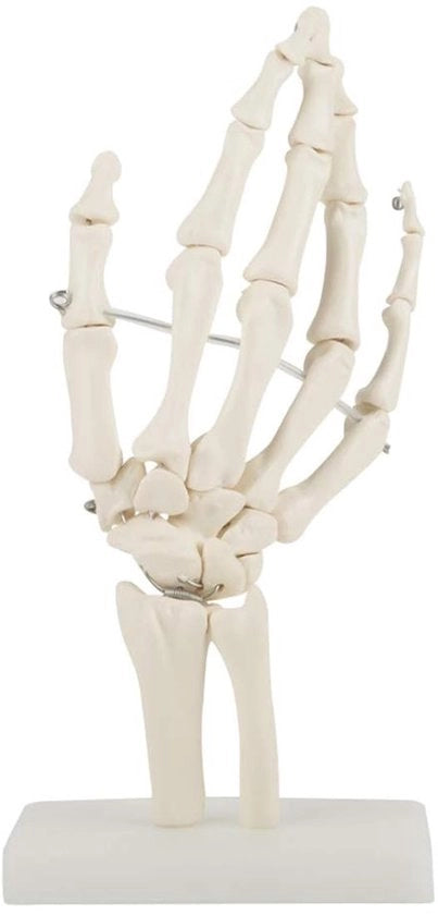 Modello di scheletro articolato in PVC - Anatomico - Modello di vita - Materiale per le articolazioni - Tessuto colorato - Resistente ai raggi UV