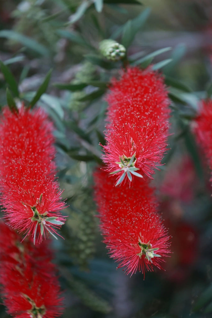 CALLISTEMON CITRINUS SPLENDENS ALB.24 1/2 FUSTO