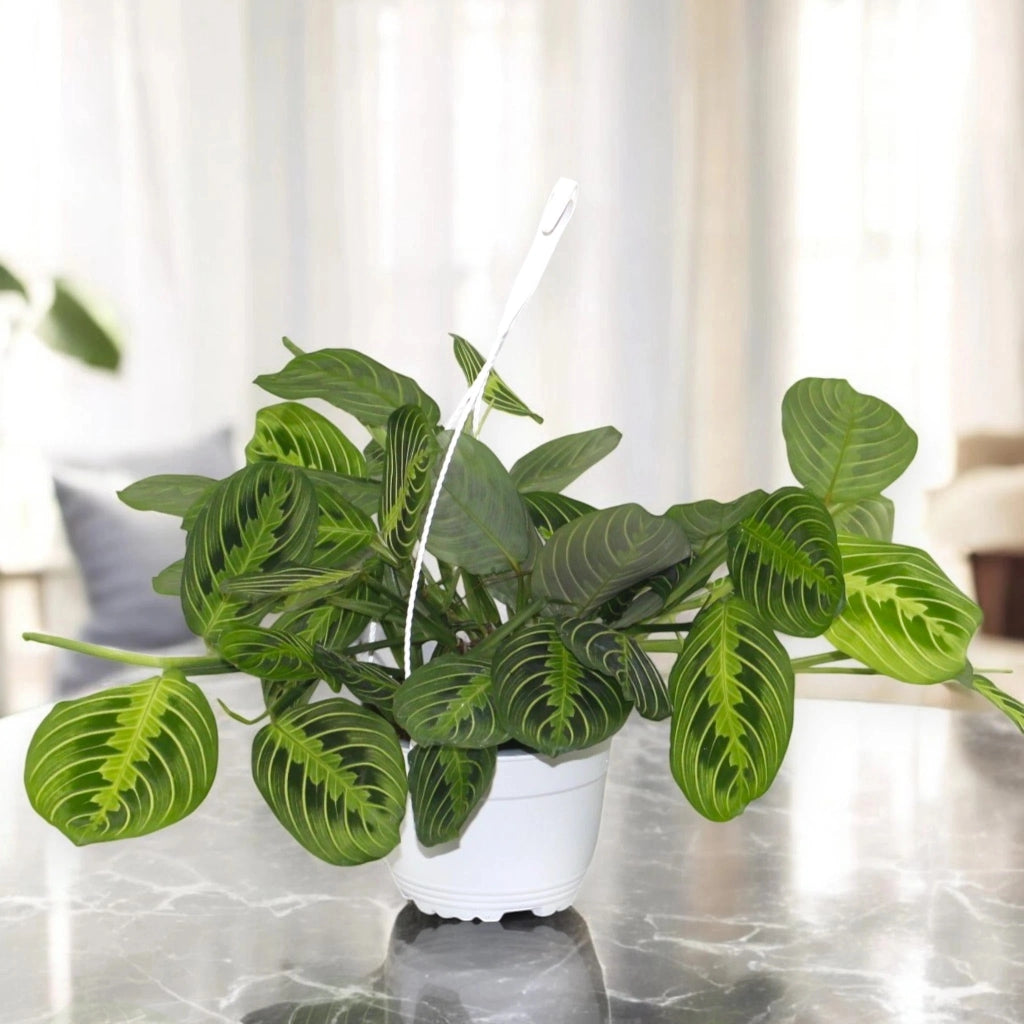 Gardenaria Maranta leuconeura 'Lemon Lime' - Pianta da interno ornamentale Altezza: 30 cm (vaso 12)