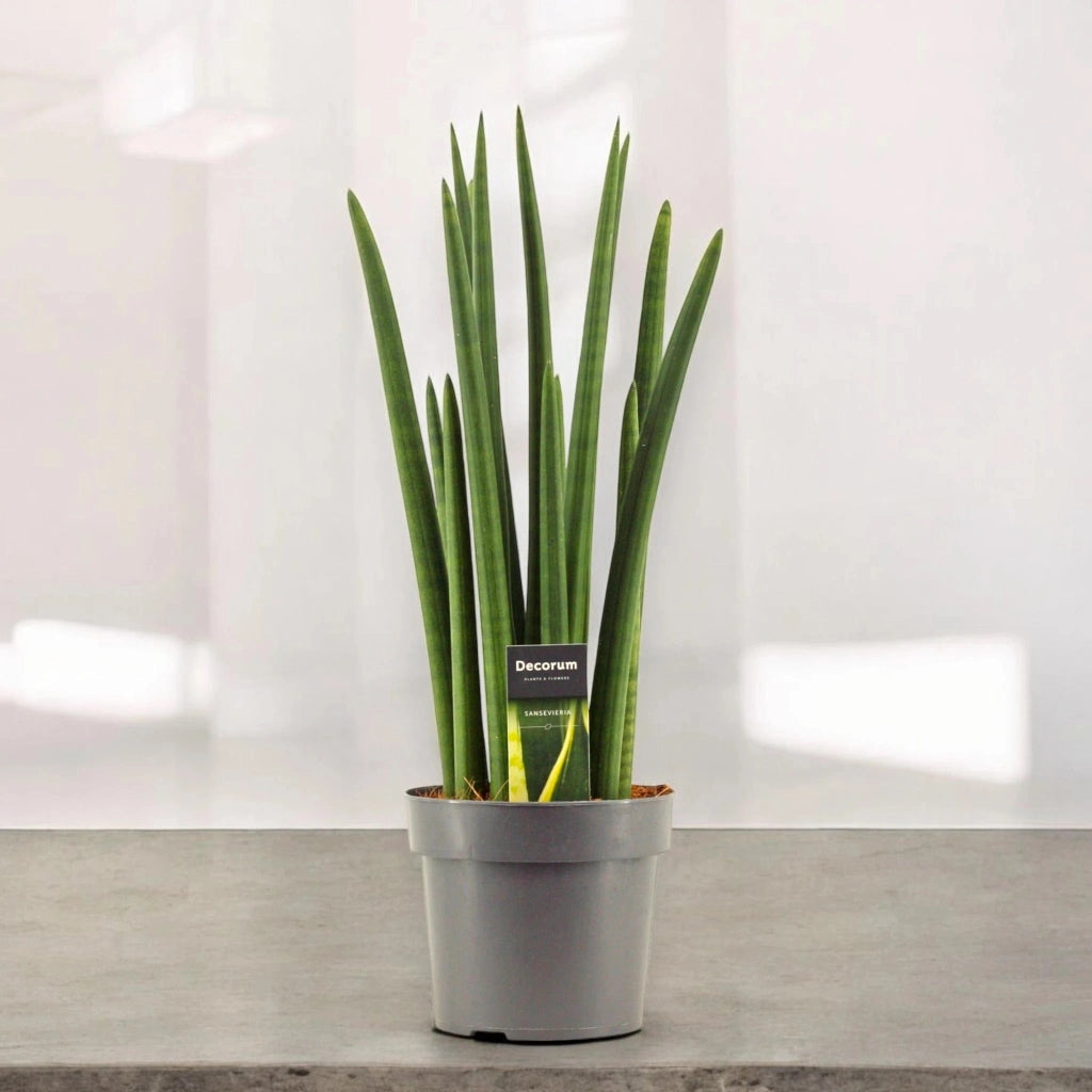 Gardenaria Sansevieria cylindrica 'Rocket' - Pianta da interno ornamentale Altezza: 35 cm (vaso 12)